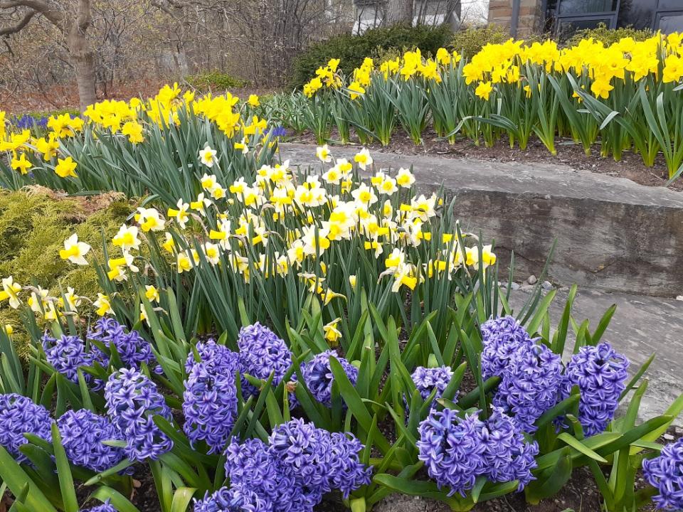 Floral Beds