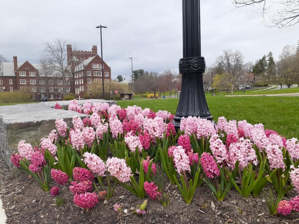 Floral Beds