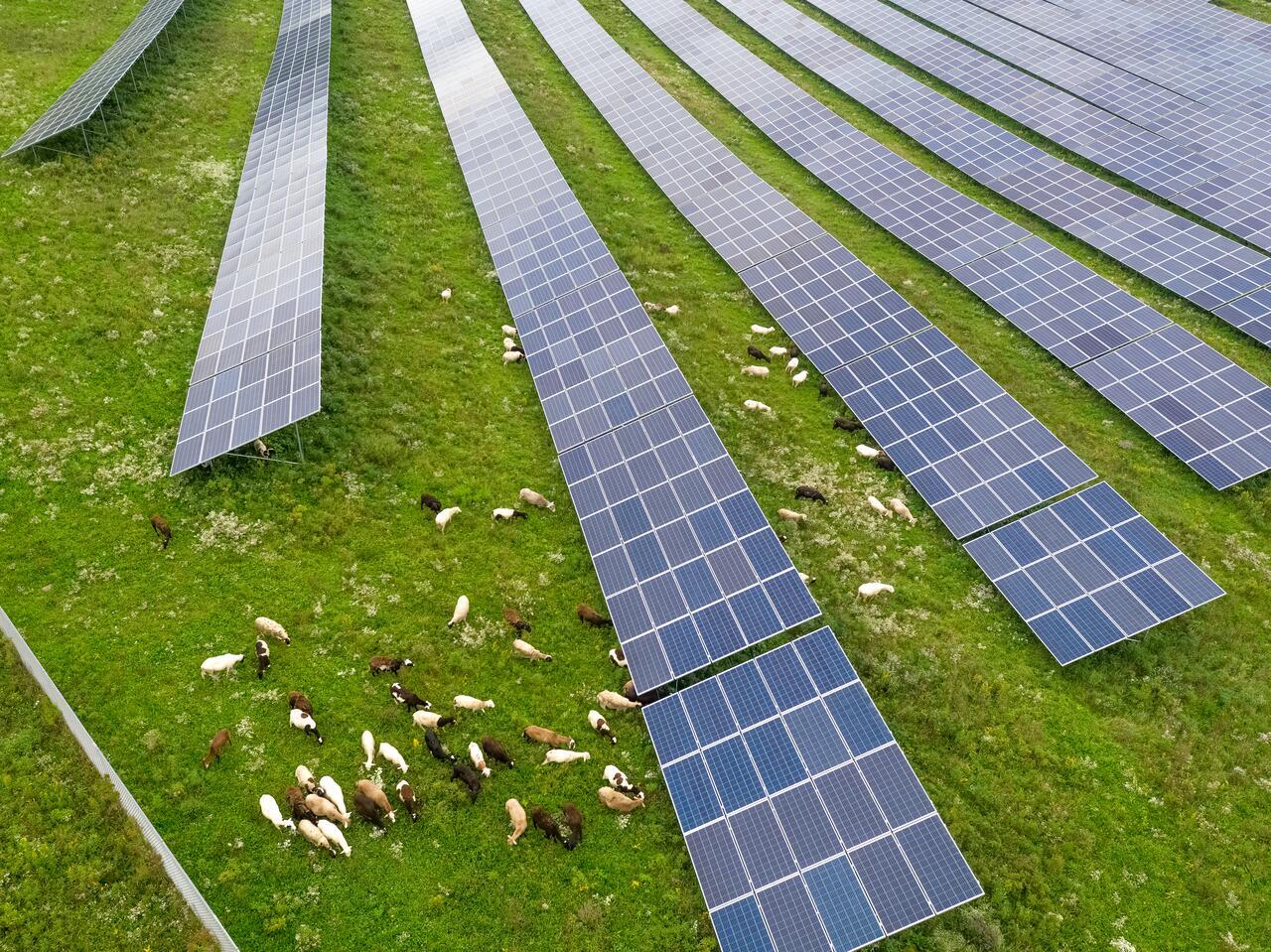 Solar farm aerial view with sheep around