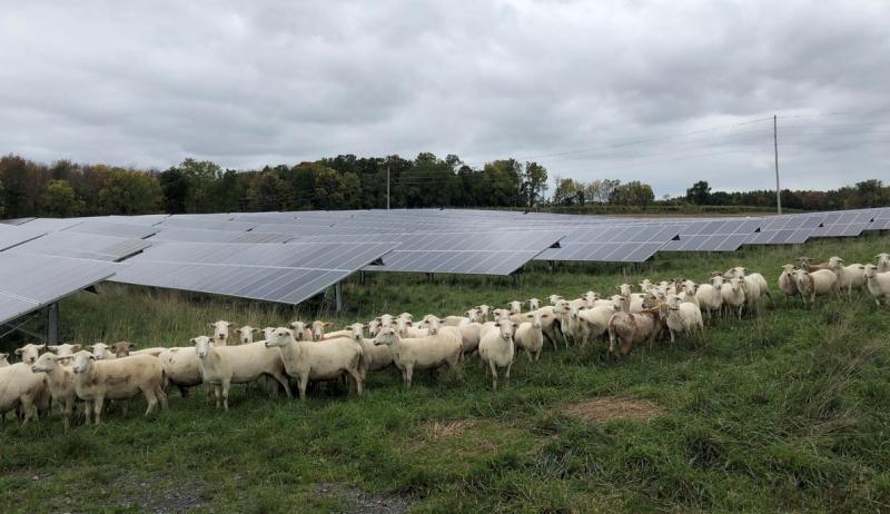 Cornell earns 3rd STARS platinum sustainability rating