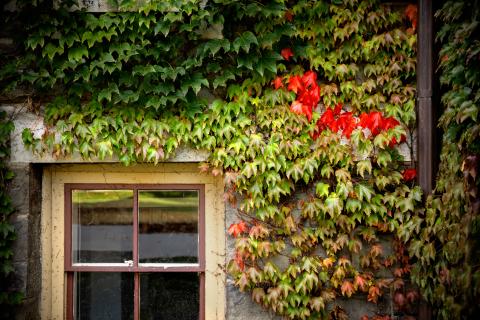 Ivy on McGraw Hall in Fall
